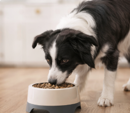 Comederos & Accesorios