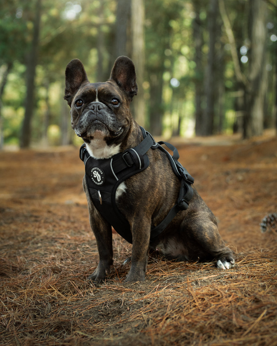 Arnés Confort Negro