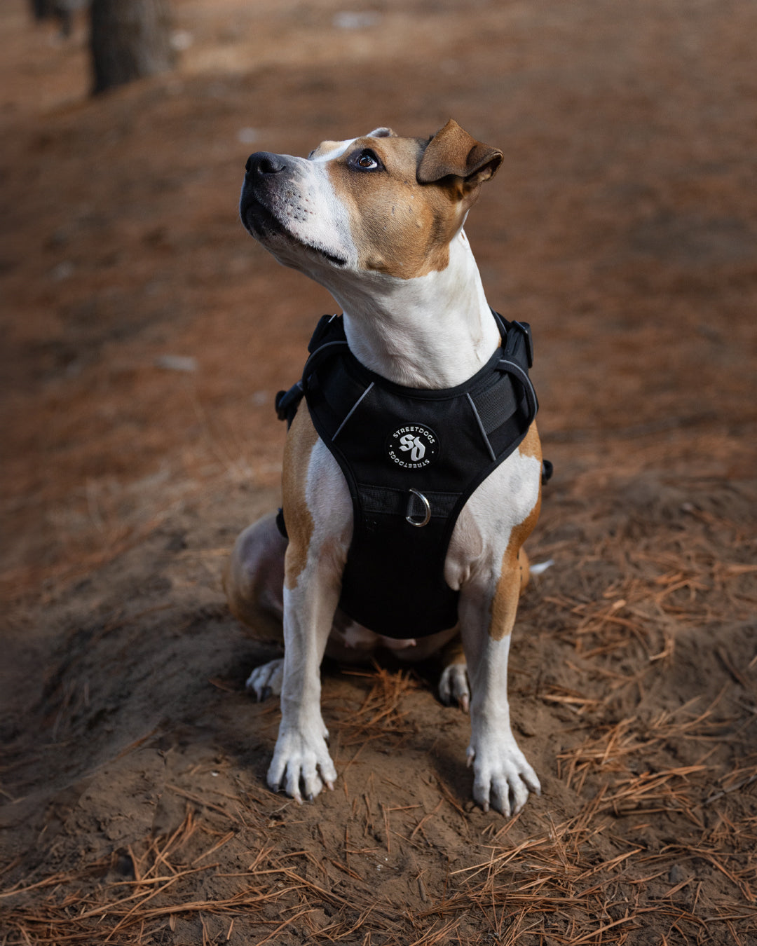 Arnés Confort Negro